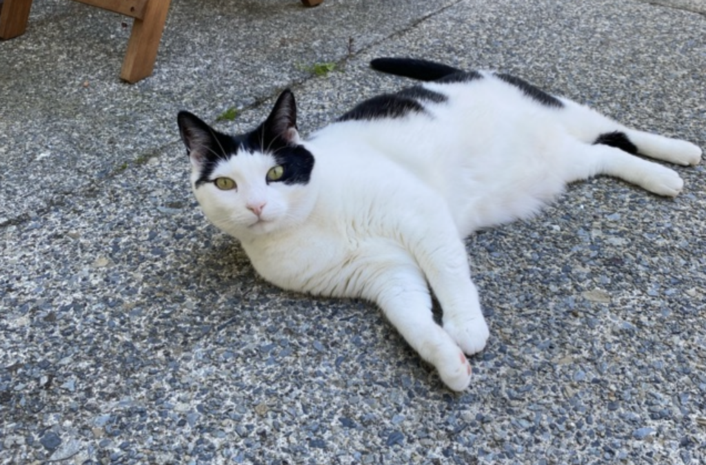Cats of Caacupé